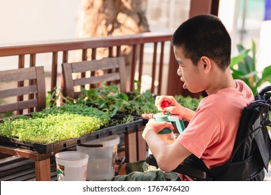 Special need child on wheelchair practicing occupational therapy, Skills development in daily activities by water the plants, Lifestyle in education age of disabled kids, Happy disability kid concept.