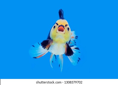 Special Oranda Goldfish (Carassius auratus) Multi Color in glass tank with action like angry bird cartoon on blue background.