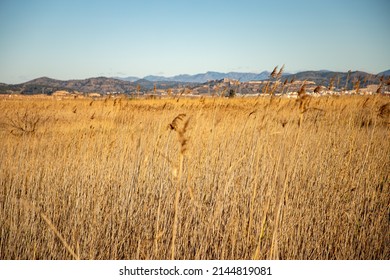 Special Protection Area For Birds In Puzol With The Castle Of Sagunto In The Background. Reeds In The Fall.