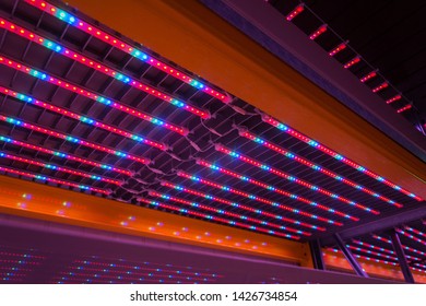 Special red white and blue LED lights belts above empty shelves in aquaponics system combining fish aquaculture with hydroponics, cultivating plants in water under artificial lighting, indoors