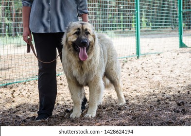 Photos Images Et Photographies De Stock De éleveur Chien