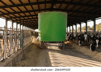 Special Truck Pouring Piles Of Feed For Dairy Cows In A Cowshed At A Farm. Dairy Farm Livestock Industry. Animals Concept.