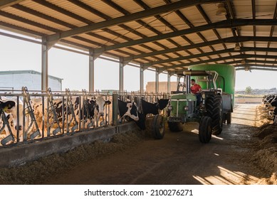 Special Truck Pouring Piles Of Feed For Dairy Cows In A Cowshed At A Farm. Dairy Farm Livestock Industry. Animals Concept.