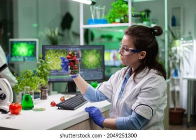 Specialist Researcher Holding Organic Strawberry Analyzing Gmo Fruits For Microbiology Medical Experiment. Biologist Woman Working In Medicine Agriculture Lab Discovering Genetic Mutation On Fruit