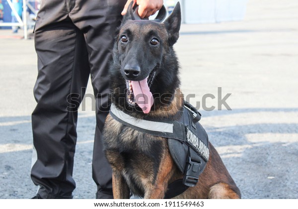 Specially bred dog. The feature is that it can\
search for bombs. Bomb search\
dog.