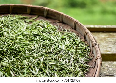 Specially selected in the morning fresh white tea leaves spread curing in bamboo basket tray after harvest.Chinese silver needle white tea of premium quality.Premium green tea leaves.