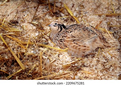 43 Quail Enclosure Images, Stock Photos & Vectors | Shutterstock