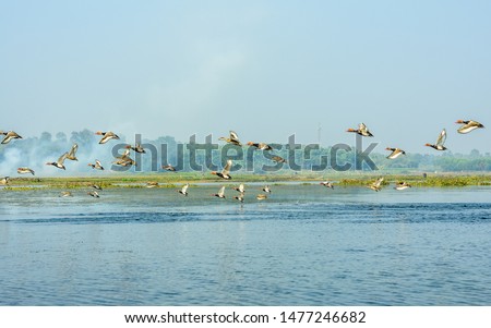 Species of aquatic migratory terrestrial birds of fresh water and habitat spotted in Okhla Bird Sanctuary. A place of birdwatcher delight, a spot for nature lovers for enormous range of wild creatures