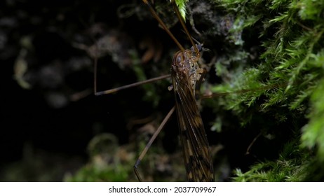 A species of arachnids from the family Phalangodidae of the order haymakers. It is found in Europe and North America.