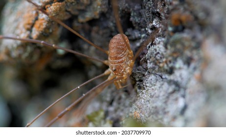A species of arachnids from the family Phalangodidae of the order haymakers. It is found in Europe and North America.