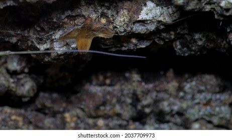 A species of arachnids from the family Phalangodidae of the order haymakers. It is found in Europe and North America.