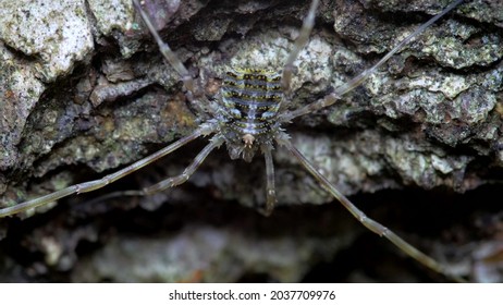 A species of arachnids from the family Phalangodidae of the order haymakers. It is found in Europe and North America.