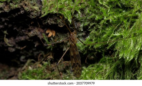 A species of arachnids from the family Phalangodidae of the order haymakers. It is found in Europe and North America.