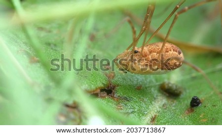 A species of arachnids from the family Phalangodidae of the order haymakers. It is found in Europe and North America.