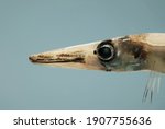 A species of barracudina characterized by a prominent black spot anterior to eye ( Lestrolepis intermedia ). Gulf of Mexico.