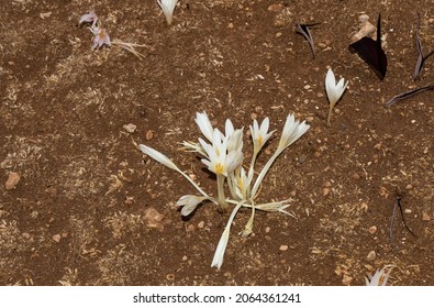 A Species Of Colchicum In The Family Colchicaceae