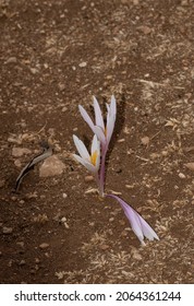 A Species Of Colchicum In The Family Colchicaceae