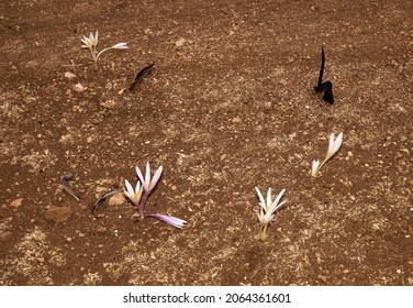 A Species Of Colchicum In The Family Colchicaceae