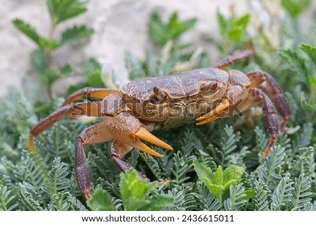 A species of crab in the grass by the stream. Antalya, Turkey.