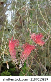 A Species Of Flowering Plant In The Family Proteaceae, Endemic To Queensland, Australia, The Flowers And Seed Pods Contain Toxic Hydrogen Cyanide 