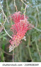 A Species Of Flowering Plant In The Family Proteaceae, Endemic To Queensland, Australia, The Flowers And Seed Pods Contain Toxic Hydrogen Cyanide 