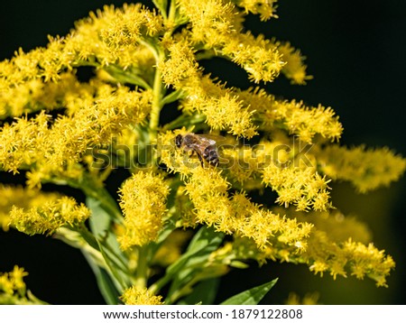 Similar – Foto Bild honeybee Natur Pflanze