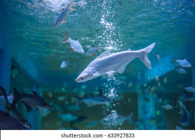 Species Native Fish Aquarium Stock Photo 633927833 | Shutterstock