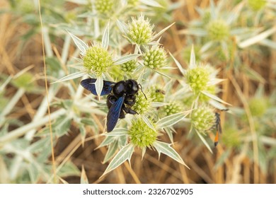 Species of violet carpenter bee or xylocopa violacea. Blue-black wood bee, xylocopa violacea, harvesting pollen on the flower of a wild thistle.