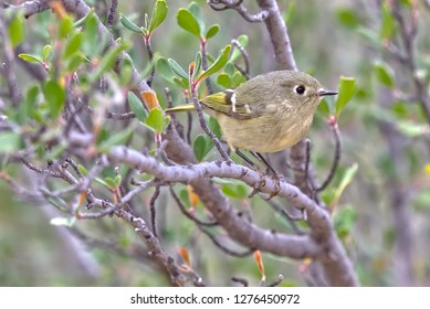 Species of Warbler near Prescott AZ. Might be either a Lucy's Warbler or Yellow Rumped Warbler