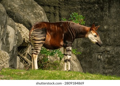 The specific side profile of the large herbivorous mammal features the zebra stripes on the hindquarters near the stone blocks in the park. This unique cloven-hoofed animal directly observes the surrounding terrain ahead while standing on the green grass in the captive enclosure.