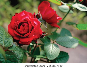 The specific type of rose in the image is difficult to say without more information. However, it is likely one of the following: Rosa 'Ingrid Bergman', Garden roses, Hybrid tea rose, Rosa 'Veterans