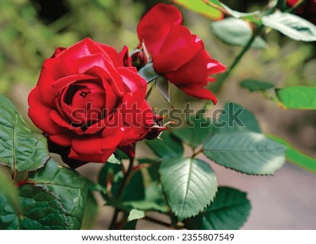 The specific type of rose in the image is difficult to say without more information. However, it is likely one of the following: Rosa 'Ingrid Bergman', Garden roses, Hybrid tea rose, Rosa 'Veterans