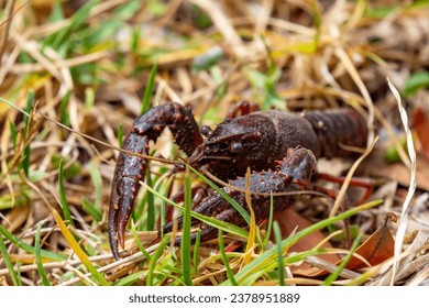 A specimen of American crab crouched in the grasses to avoid predators.