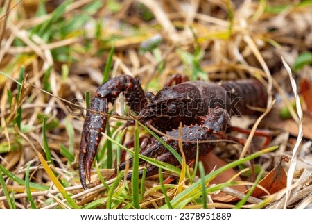 A specimen of American crab crouched in the grasses to avoid predators. Stock foto © 