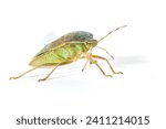 Specimen of Asian bedbug Halyomorpha halys on white isolated background