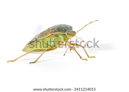 Specimen of Asian bedbug Halyomorpha halys on white isolated background
