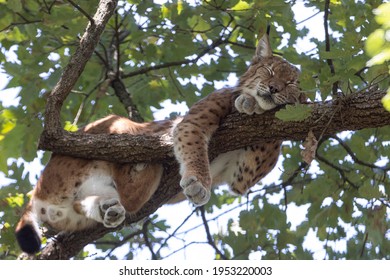  specimen of the Eurasian lynx on the branches of a tree at the nature park alive