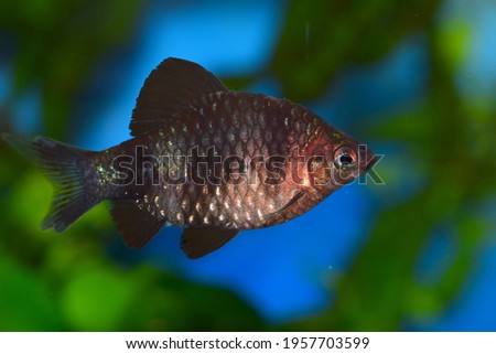 specimen of fish from the cyprinidae family or ruby ​​barbel Puntius nigrofasciatus in tropical freshwater aquarium male specimen