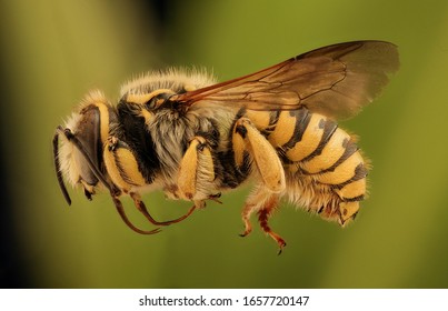 bee Macro specimen, Flying insect , side front back - Shutterstock ID 1657720147