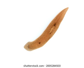 A specimen of the freshwater triclad flatworm (planarian) Cura foremanii. Isolated. This species is native to freshwater in North America