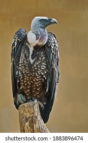 specimen of Rüppell's griffon vulture, Gyps rueppelli