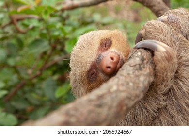 Specimen of Hoffmann's two-toed sloth, or Choloepus hoffmanni, clinging to a branch, asleep, in the Amazon rainforest, at the Dos Loritos wildlife rescue center, Peru - Shutterstock ID 2056924667