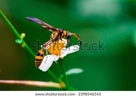 specimen of Hornet (Vespidae family) on a natural bokeh background. selective focus