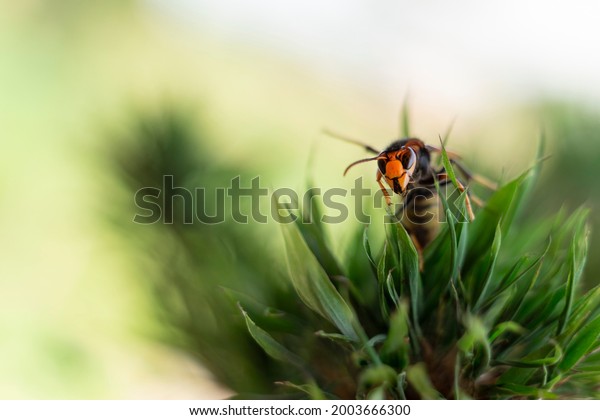 specimen of Hornet (Vespidae family) on a\
natural bokeh background. selective\
focus
