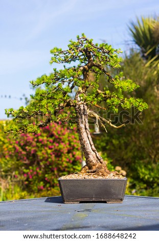 Specimen informal upright Larch bonsai on display in an enthusiasts garden in Bangor Northern Ireland