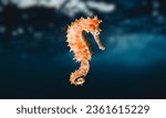 A specimen of the longsnout seahorse, or Hippocampus reidi, which is often referred to as the slender seahorse
