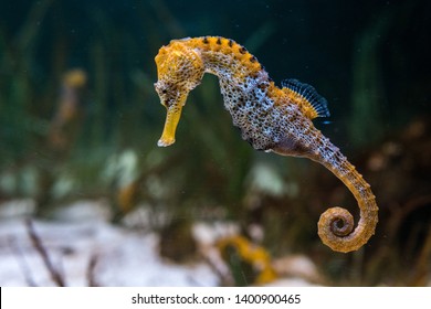 Specimen of longsnout seahorse (Hippocampus reidi) also known as slender seahorse
