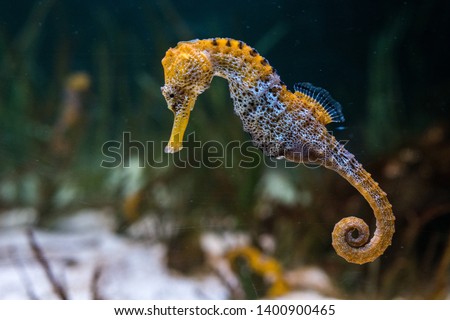 Specimen of longsnout seahorse (Hippocampus reidi) also known as slender seahorse