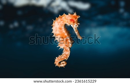 A specimen of the longsnout seahorse, or Hippocampus reidi, which is often referred to as the slender seahorse
