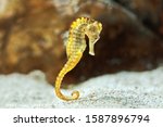 Specimen of long-snouted hippocampus in the aquarium (Hippocampus reidi) also known as thin hippocampus